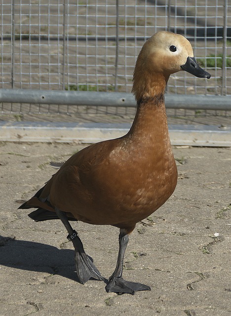 史与现状